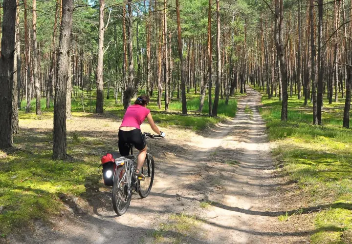Kobieta na rowerze przemierza malowniczy nadwarciański szlak rowerowy przez sosnowy las.