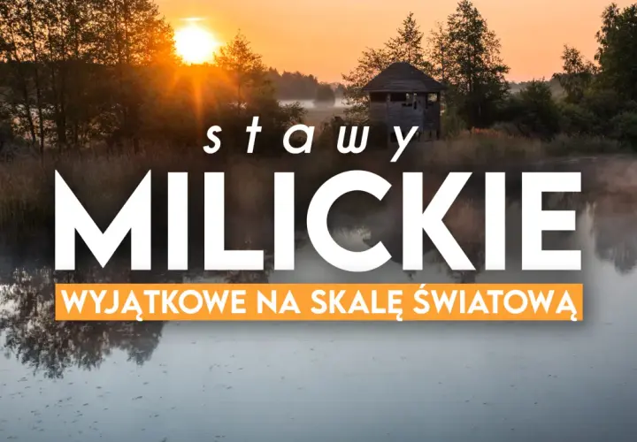 Wschód słońca nad Stawami Milickimi, idealne miejsce na odkrywanie tras rowerowych.