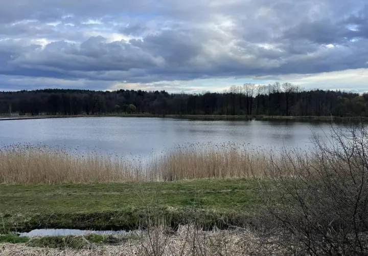 Spokojne jezioro otoczone lasem, idealne na spacer. Trasa w Jastrzębiu-Zdroju zachwyca o każdej porze roku.