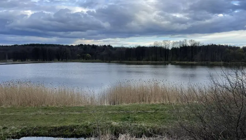 Spokojne jezioro otoczone lasem, idealne na spacer. Trasa w Jastrzębiu-Zdroju zachwyca o każdej porze roku.