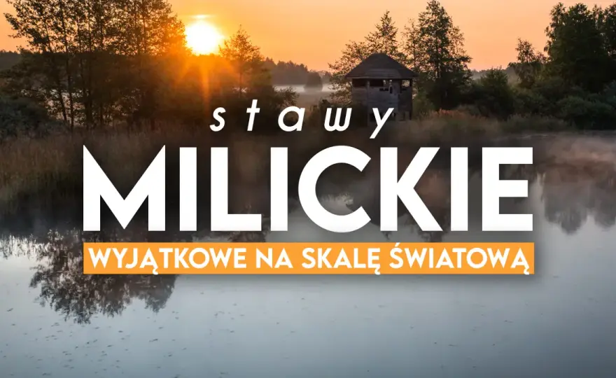 Stawy Milickie na Rowerze: Trasy, Atrakcje i Praktyczny Przewodnik